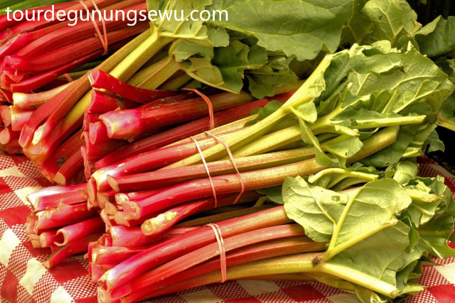Manfaat Kesehatan Rhubarb